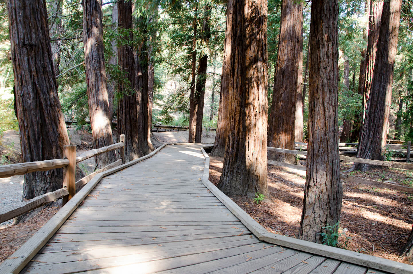 Photo of a path in a redwood forest